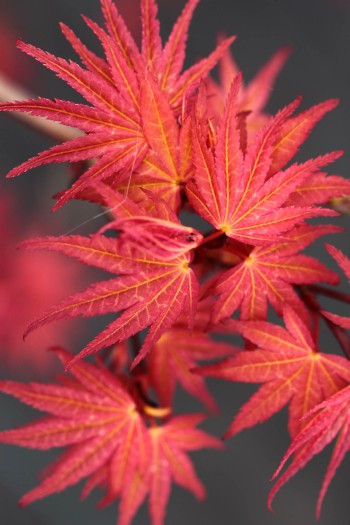 Клен японський Фенікс|Acer palmatum Phoenix|Клен японский Феникс